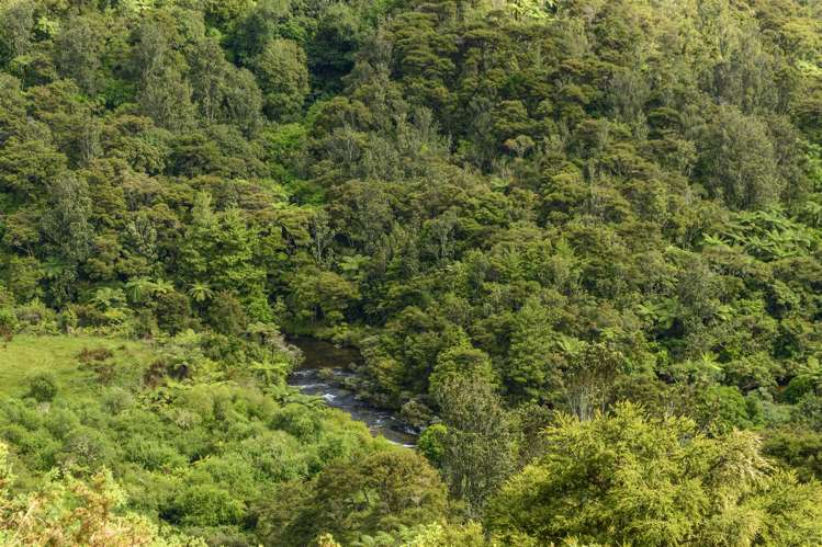 222 Wainui South Road Whakamarama_21