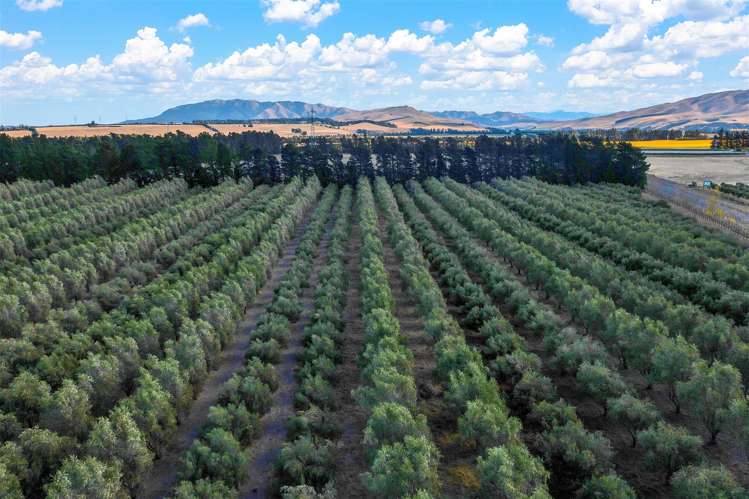 321p Georges Road Amberley_15