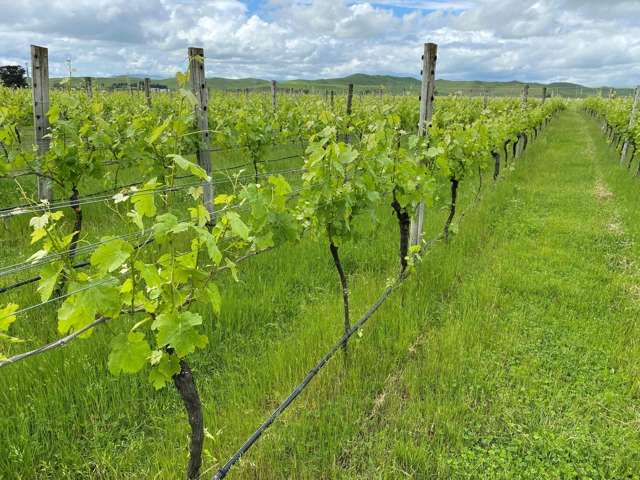 Ngatarawa Triangle Land and Vines