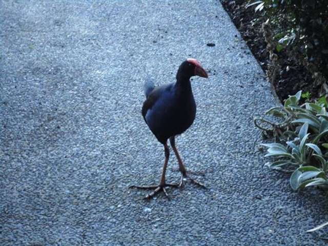 5 Morestead Avenue Huntington Park_3