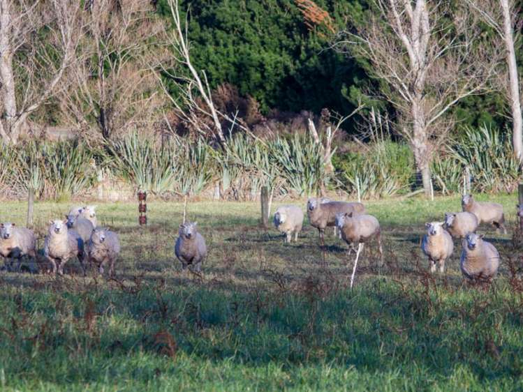 542 Flora East Makarewa_7