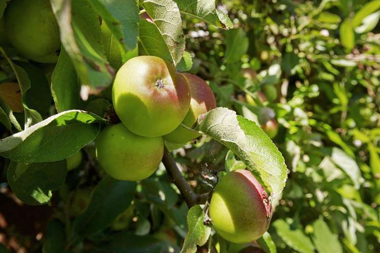 18 Rossiter Street Tawa_15