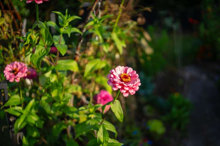 11 Himikera Avenue Avondale_41