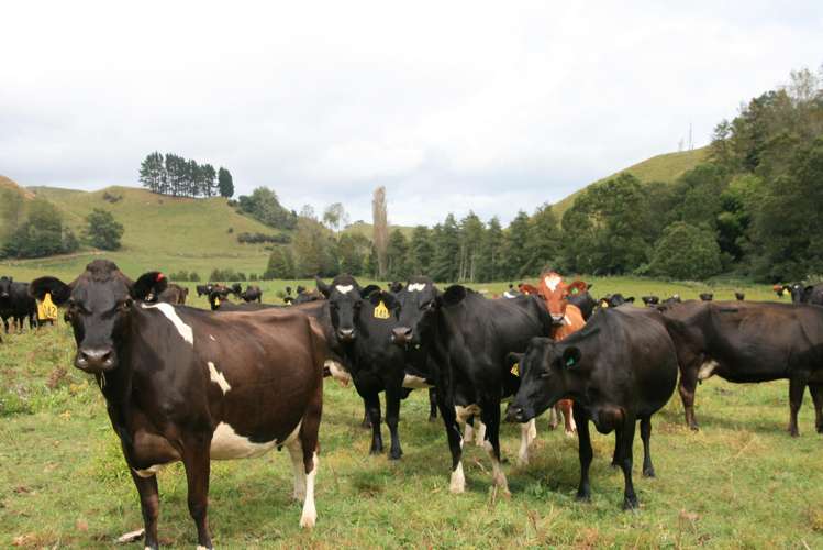 292 Gordon Road Toko_4