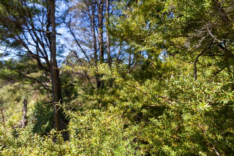 15 Onekaka Iron Works Road Kahurangi National Park_9