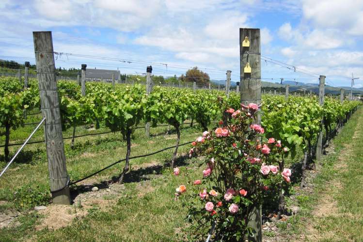 471b Te Muna Road Martinborough_11