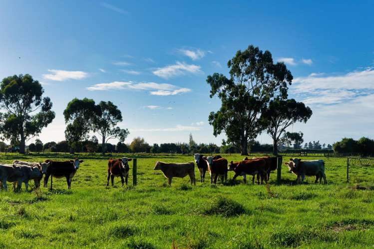 386 Mount Fyffe Road Kaikoura_18