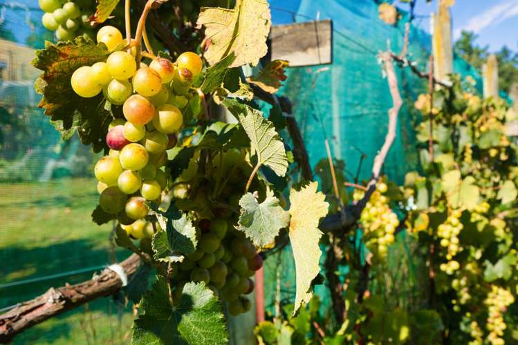 317 Caseys Road Blind River_20