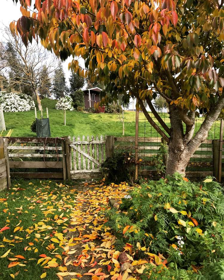 54 Tiraumea Road Pahiatua_22