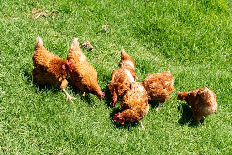 549 Helmsdale Road Waipu_23