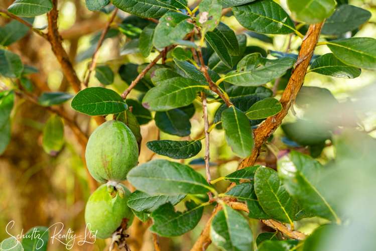 1056 State Highway 12 Maungaturoto_33