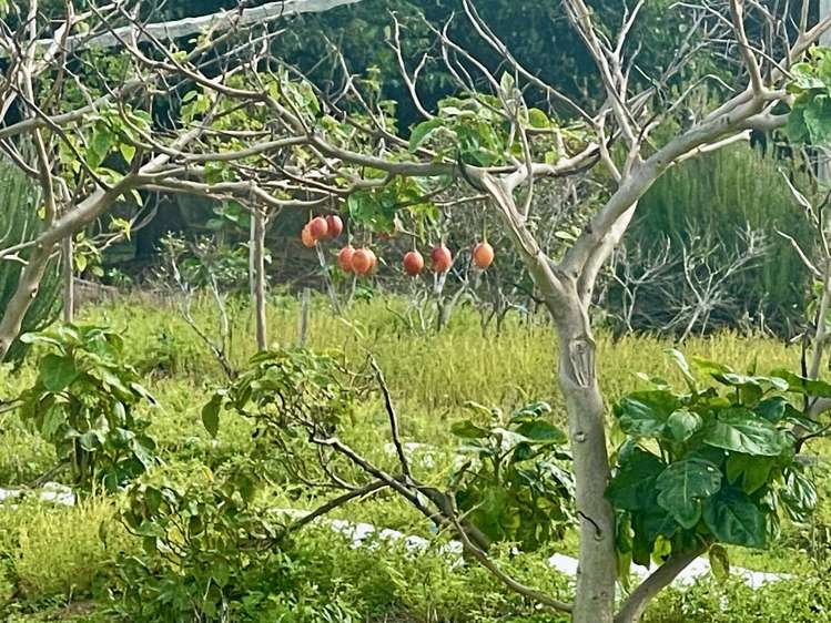 362 Kaimaumau Road Awanui_20