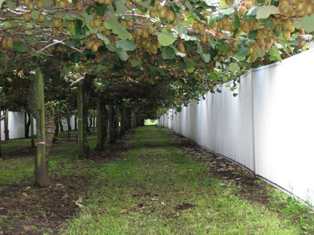 644 No 2 Road Te Puke_4