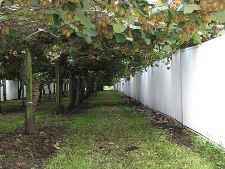 644 No 2 Road Te Puke_4