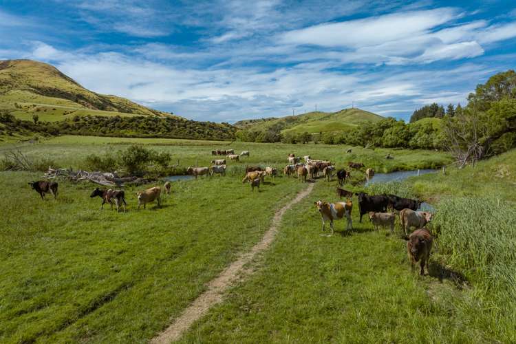 7797 State Highway 1 Ward_19