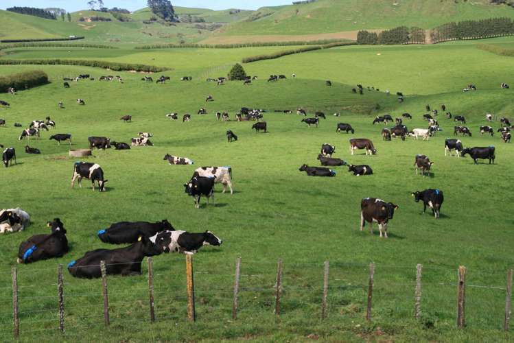 734 Bird Road Pukengahu_1