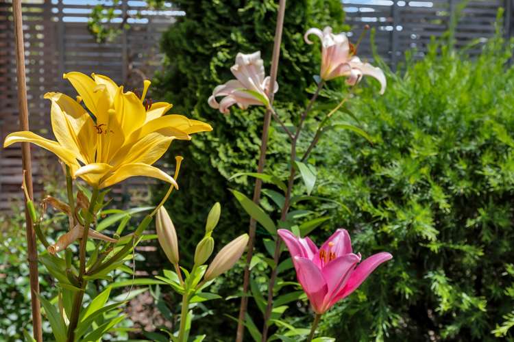 17a Churchill Street Kensington_19