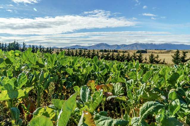 305 Bypass Road Ranfurly_2