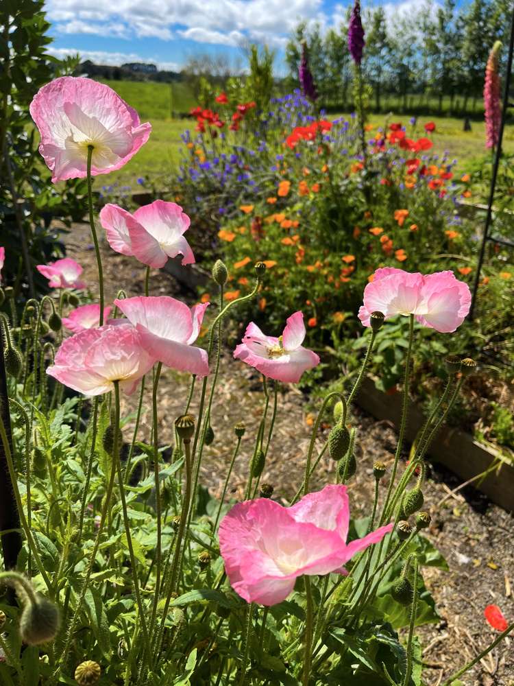 306 Upper Stuart Road Eltham_17