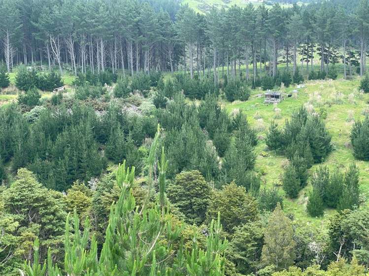 609a Bickerstaffe Road Maungaturoto_16