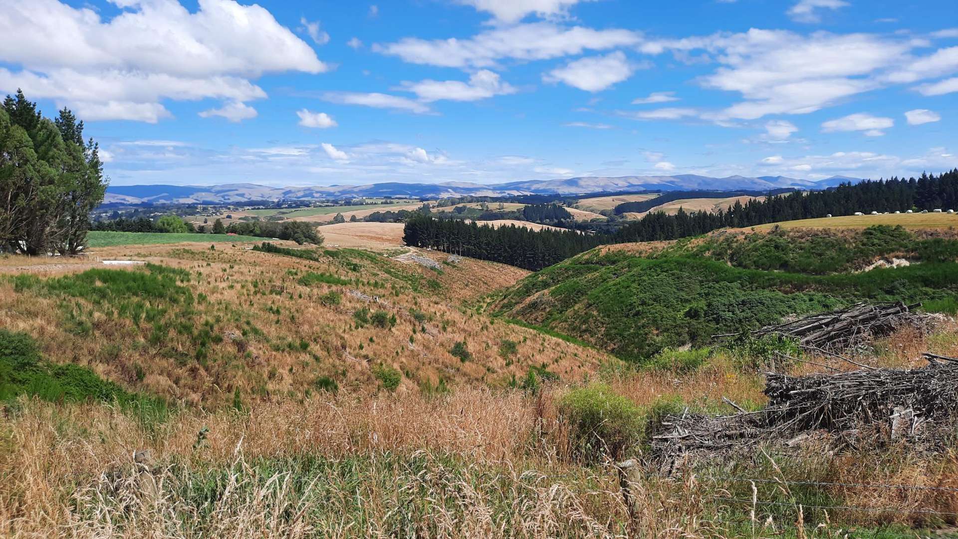 Sunflower Road Balclutha_0
