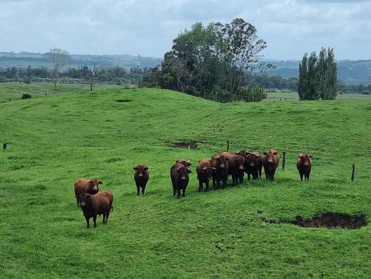 267 Ludbrook Road Pakaraka_1