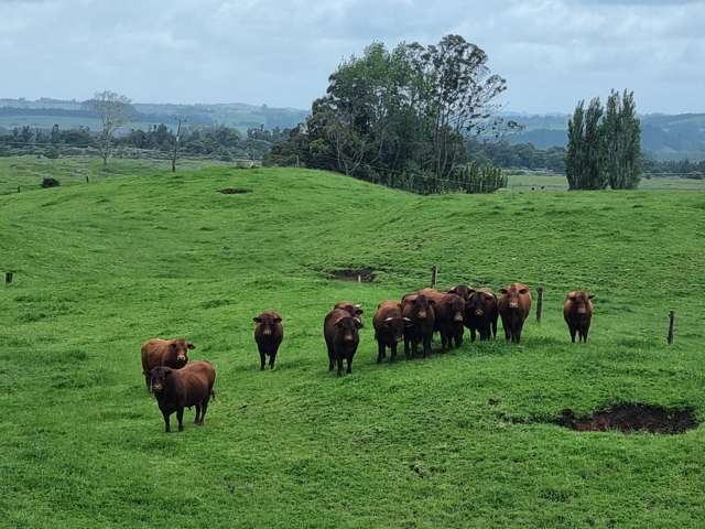 267 Ludbrook Road Pakaraka_1