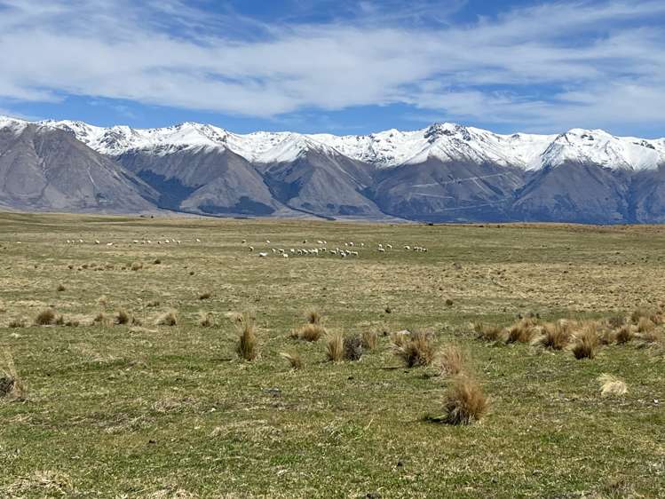 Lagoon Block, Ohau Downs Station Lake Ohau_13