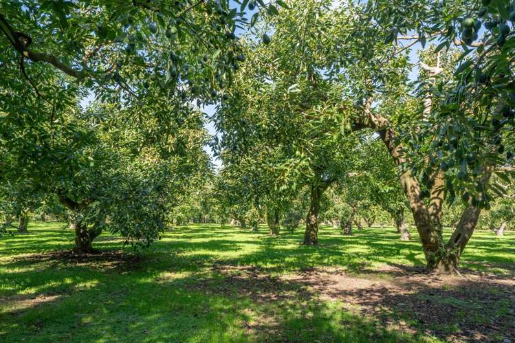 12 Sargent Drive Whakamarama_9