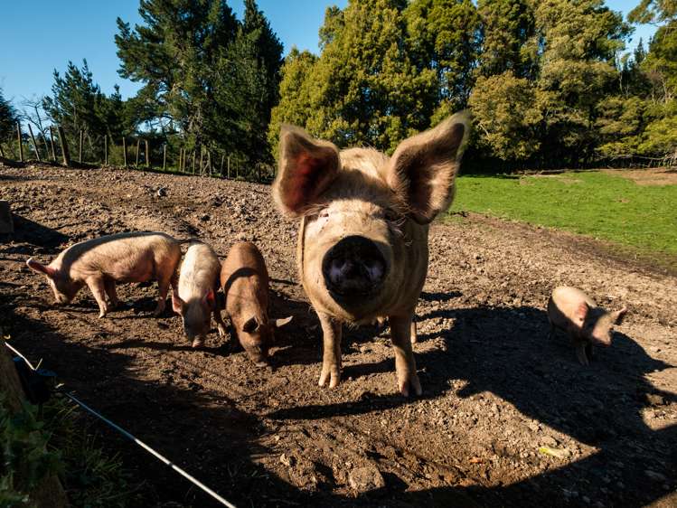 1875 Kanakanaia Road Whatatutu_24