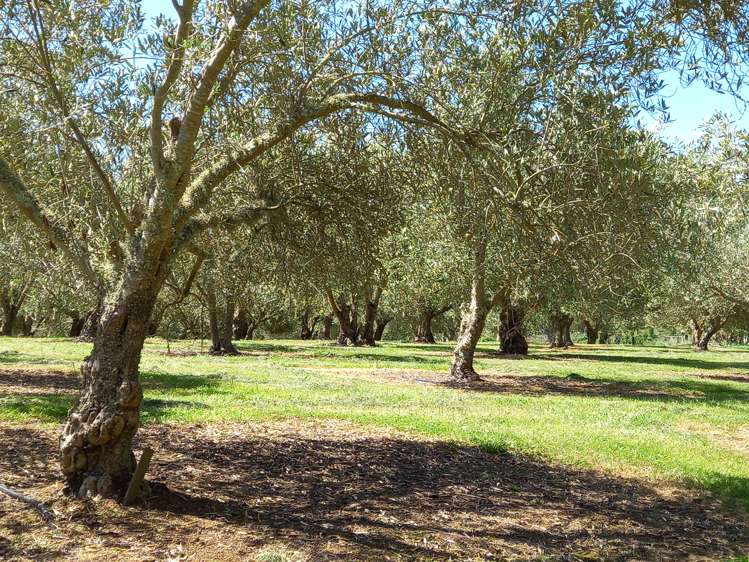 31 Whakarua Road Hinakura_9