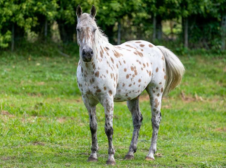 55a Oliver Road Wairoa_26