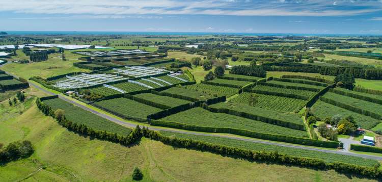 331 Maniatutu Road Pongakawa_15