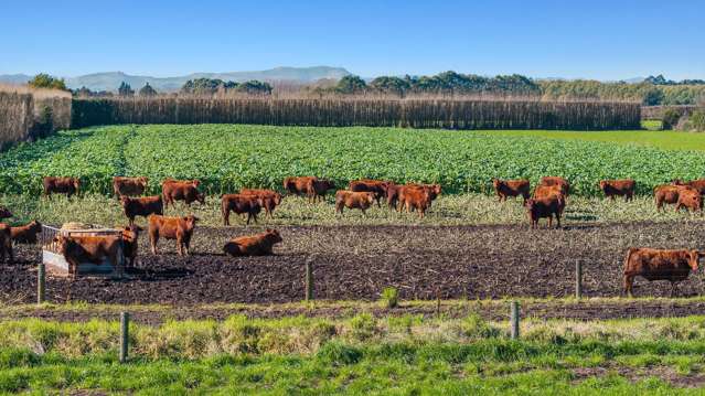 117 Swamp Road Springston_2