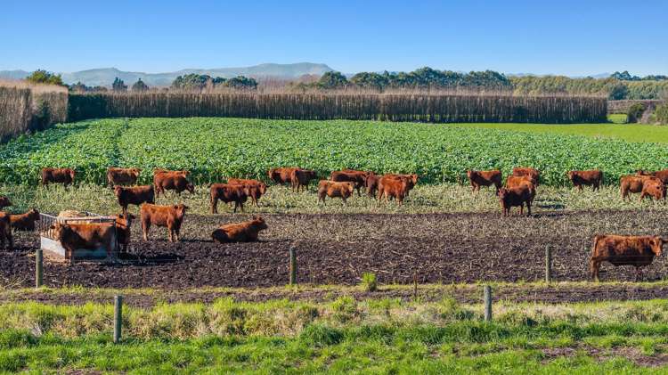 117 Swamp Road Springston_2