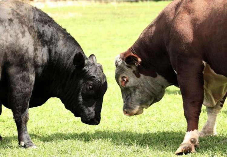 1624 Cardrona Valley Road Cardrona_15