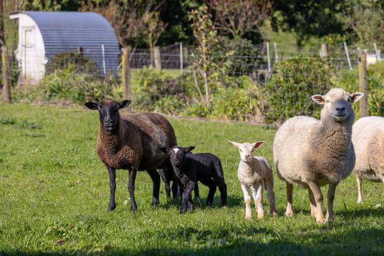 24 Rowe Road Whatawhata_6