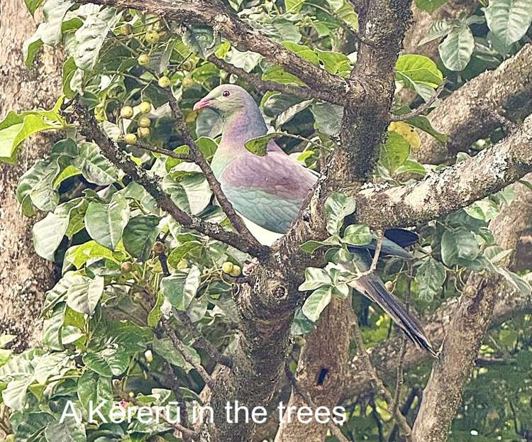 26 Pukenui Road Epsom_38