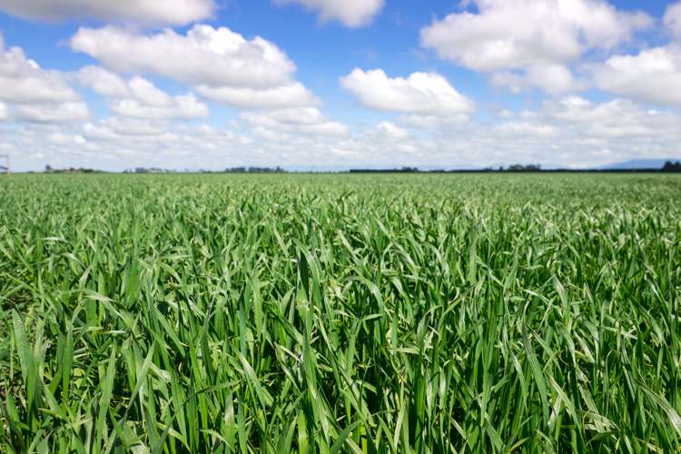 1076 Methven Chertsey Road Lauriston_7