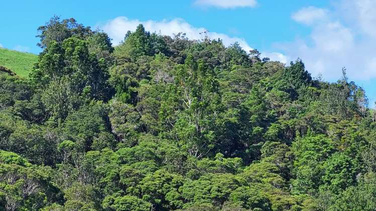 1104 Tapuhi Road Hikurangi Rd2_22