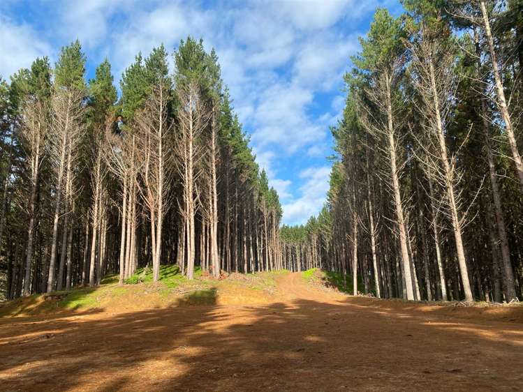 157 Mercer Ferry Road Mercer_17