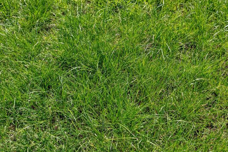 Knight Road Ruatangata_20