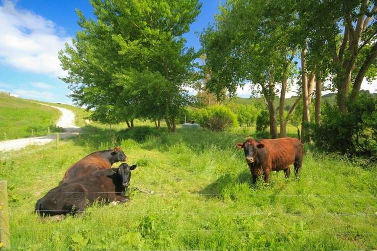 293 Lindquist Road Otamatea Surrounds_8