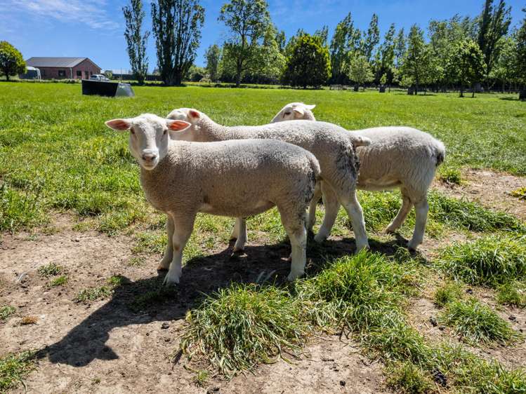 119 Gartartan Road Willowby_14