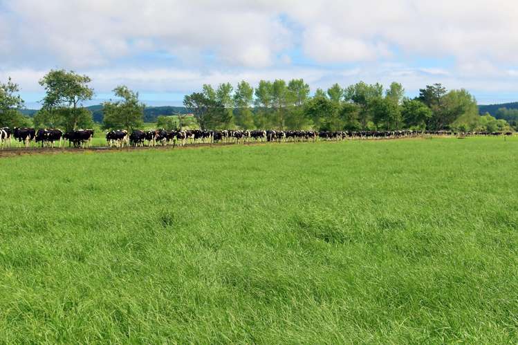 23 Rogan Avenue Helensville_9