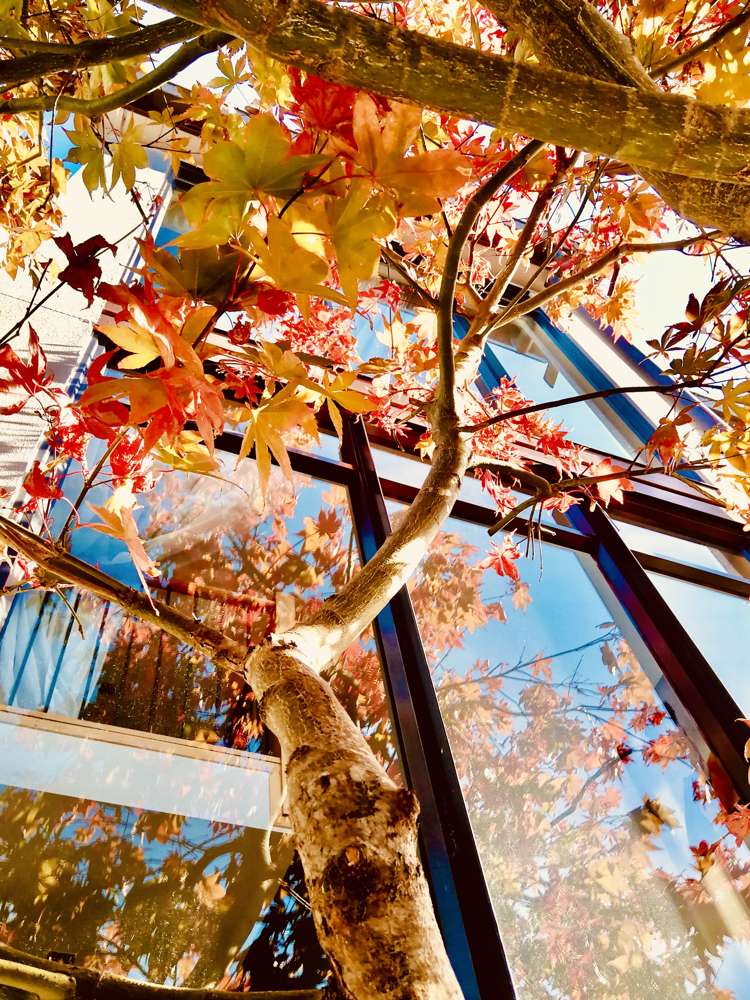 644 Mount Eden Road Mount Eden_15