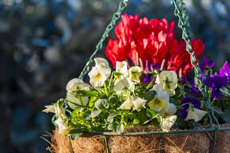 81 Spence Road Henderson_21