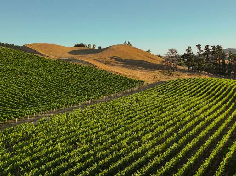 217 Caseys Road Seddon_7