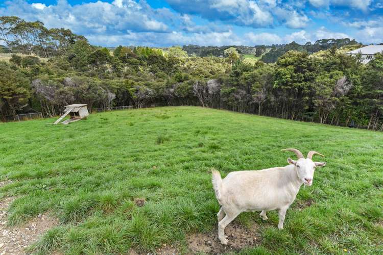 115 Elmore Road Paremoremo_21