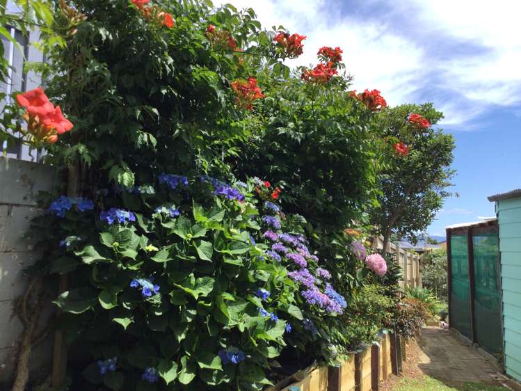 104 Hays Place Thames_25